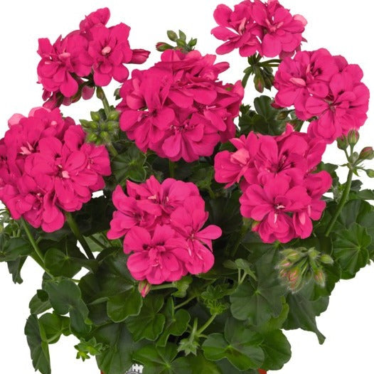 Bilde av Pelargonium p. Toscana Medio Rita Hot Pink-Spanne Plantesalg