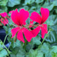 Bilde av Pelargonium pelt. Mini Balcon Red-Spanne Plantesalg