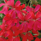 Bilde av Pelargonium pelt. Mini Balcon Red-Spanne Plantesalg