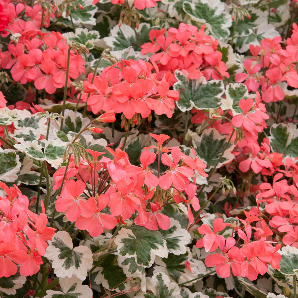 Bilde av Pelargonium Frank Headley-Spanne Plantesalg