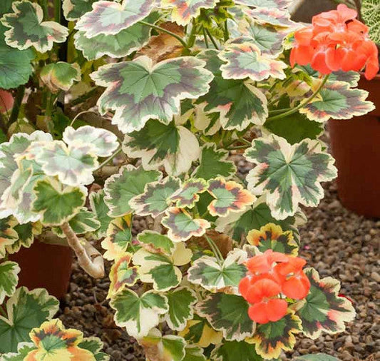 Bilde av Pelargonium Mrs. Pollock-Spanne Plantesalg