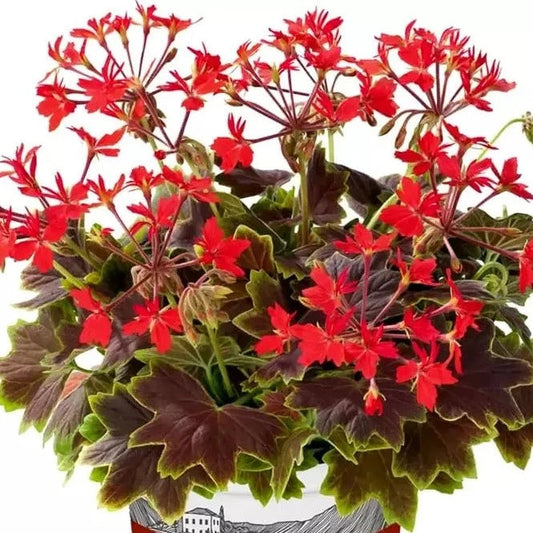 Bilde av Pelargonium Specials Variegated Vancouver-Spanne Plantesalg