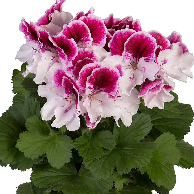 Bilde av Pelargonium x grandiflorum Elegance© Bravo Pris pr 2 stk-Spanne Plantesalg