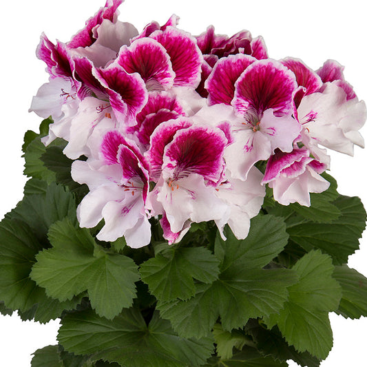 Bilde av Pelargonium x grandiflorum Elegance© Bravo Pris pr 2 stk-Spanne Plantesalg