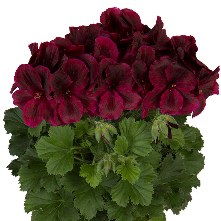 Bilde av Pelargonium x grandiflorum Elegance© Schoko Pris pr 2 stk-Spanne Plantesalg
