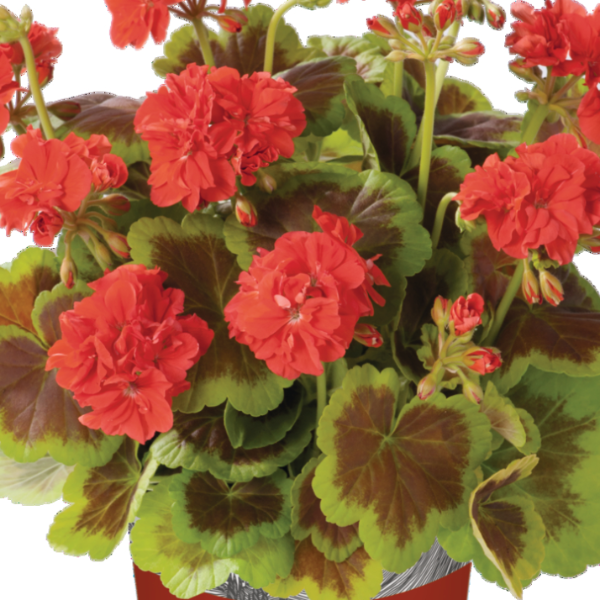 Bilde av Pelargonium z. Occold Shield 12070-Spanne Plantesalg