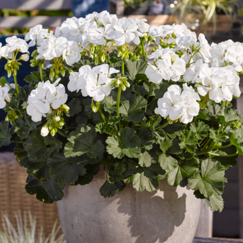 Bilde av Pelargonium z. Toscana Castello Isabella White-Spanne Plantesalg