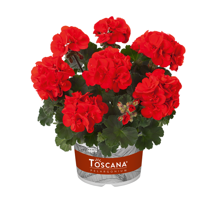 Bilde av Pelargonium Toscana Castello Ronja Red-Spanne Plantesalg