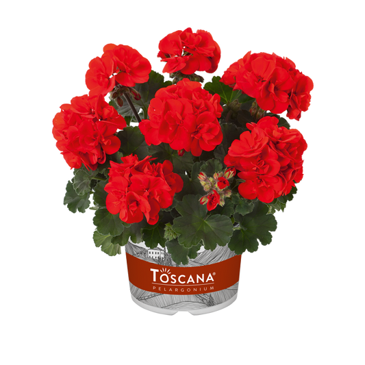 Bilde av Pelargonium Toscana Castello Ronja Red-Spanne Plantesalg