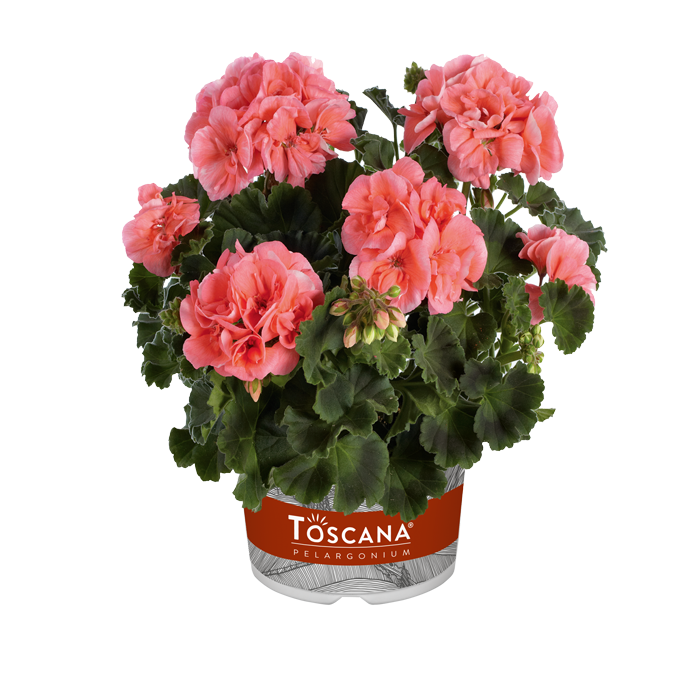 Bilde av Pelargonium Toscana Castello Soren Salmon-Spanne Plantesalg