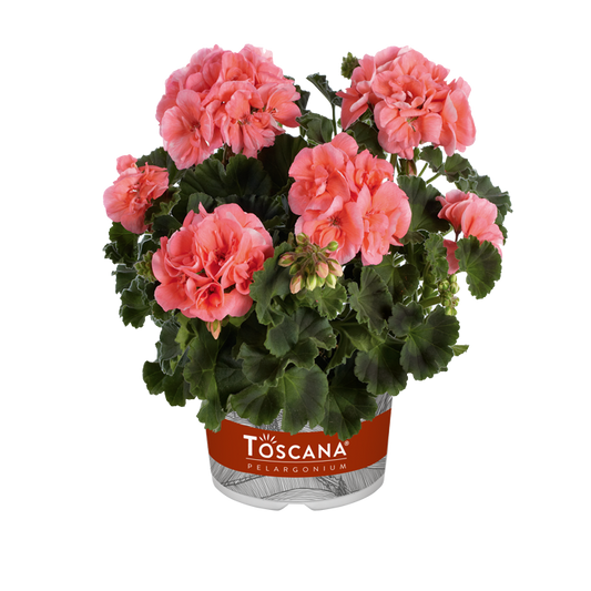 Bilde av Pelargonium Toscana Castello Soren Salmon-Spanne Plantesalg