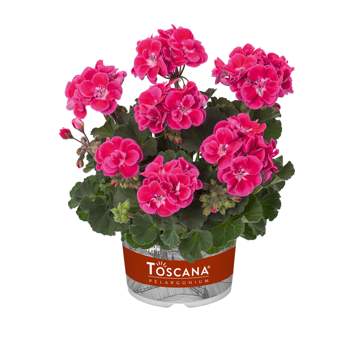 Bilde av Pelargonium Toscana Castello Tammo Rose eye-Spanne Plantesalg