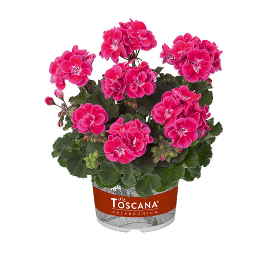 Bilde av Pelargonium Toscana Castello Tammo Rose eye-Spanne Plantesalg