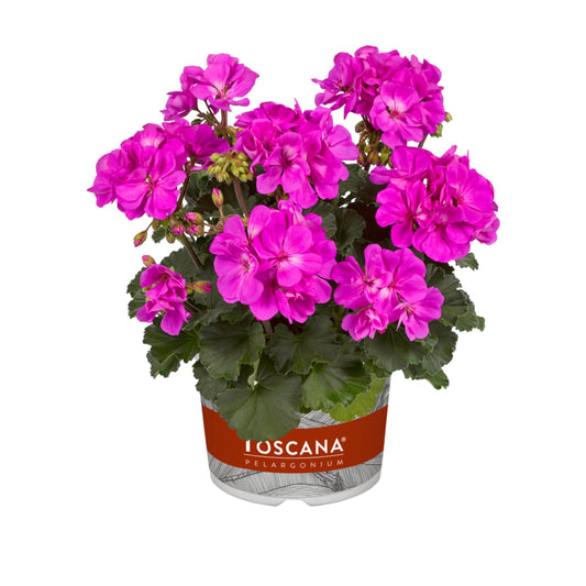 Bilde av Pelargonium Toscana Castello Tessa Blue-Spanne Plantesalg