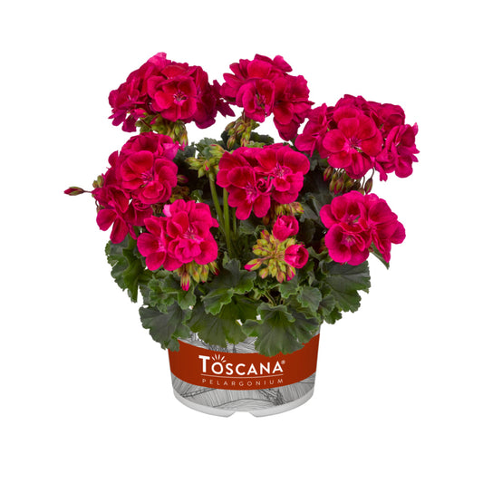 Bilde av Pelargonium Toscana Dolce Vita Mia Purple eye-Spanne Plantesalg