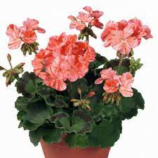 Bilde av Pelargonium Toscana Flic Flac Red Nova-Spanne Plantesalg