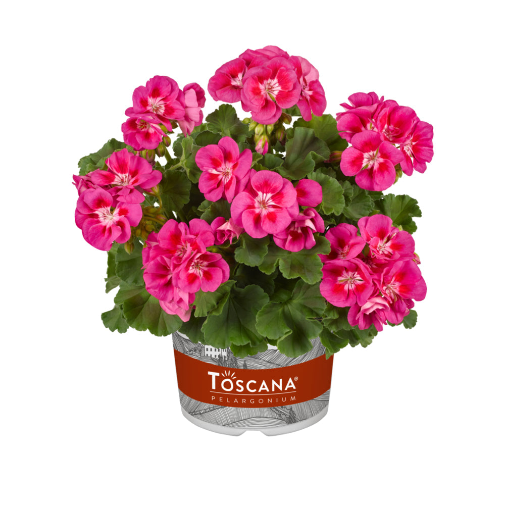 Bilde av Pelargonium Toscana Smart Nina-Spanne Plantesalg