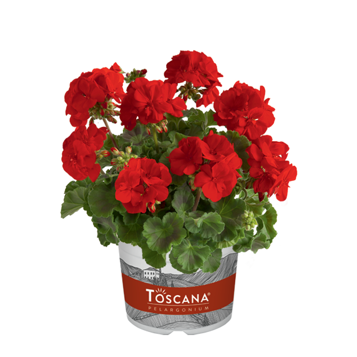 Bilde av Pelargonium Toscana Smart Senna red-Spanne Plantesalg