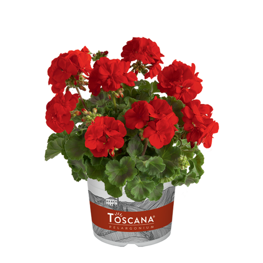 Bilde av Pelargonium Toscana Smart Senna red-Spanne Plantesalg