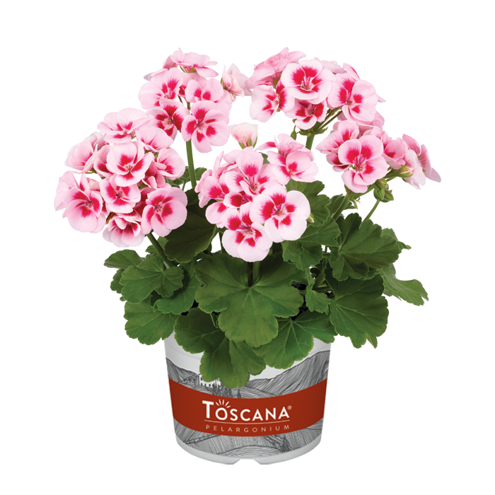 Bilde av Pelargonium Toscana Smart Splash-Spanne Plantesalg