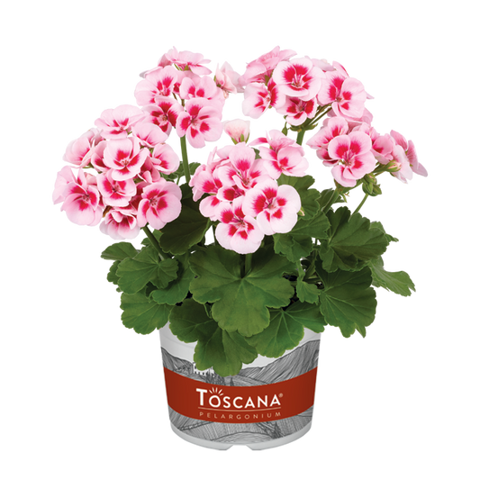 Bilde av Pelargonium Toscana Smart Splash-Spanne Plantesalg