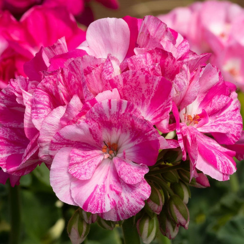 Bilde av Pelargonium zonale Toscana Flic Flac Violet Nova Pris pr 2 stk-Spanne Plantesalg