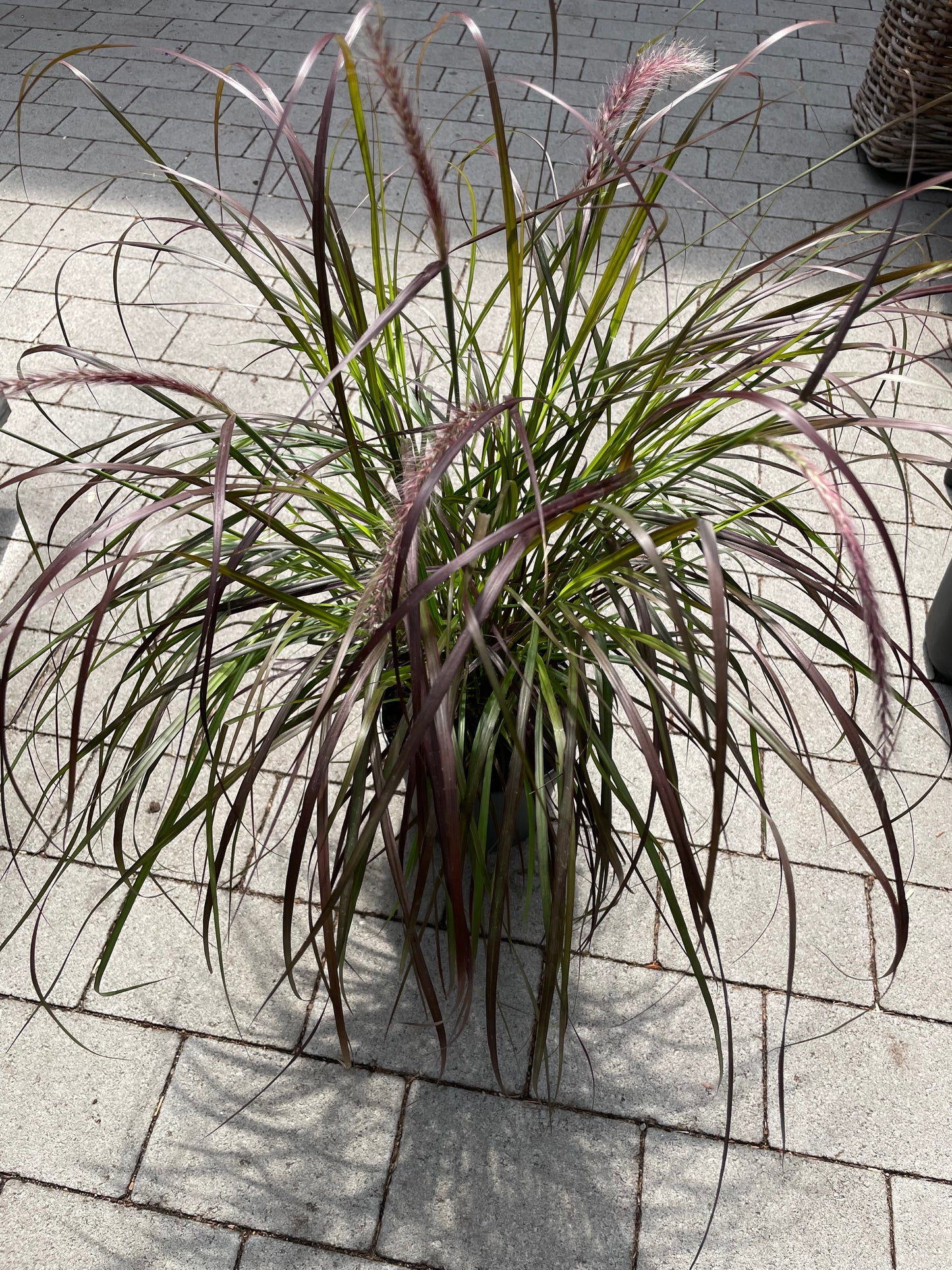 Bilde av Pennisetum advena Rubrum-Spanne Plantesalg