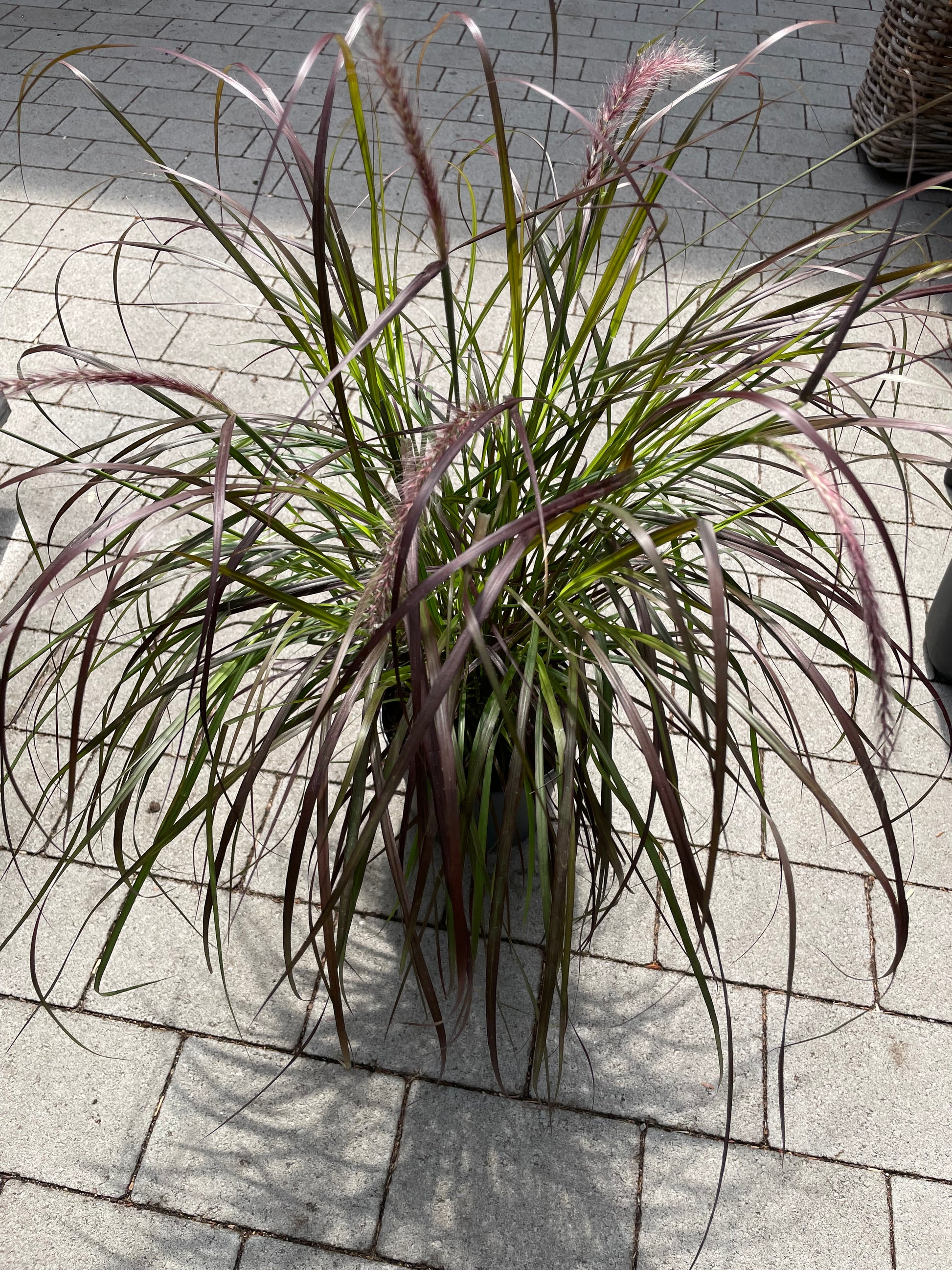 Bilde av Pennisetum advena Rubrum-Spanne Plantesalg
