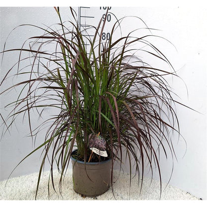 Bilde av Pennisetum advena Rubrum-Spanne Plantesalg
