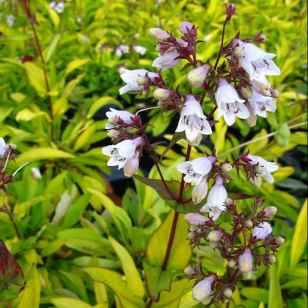 Bilde av Penstemon digit. 'Goldfinger'-Spanne Plantesalg