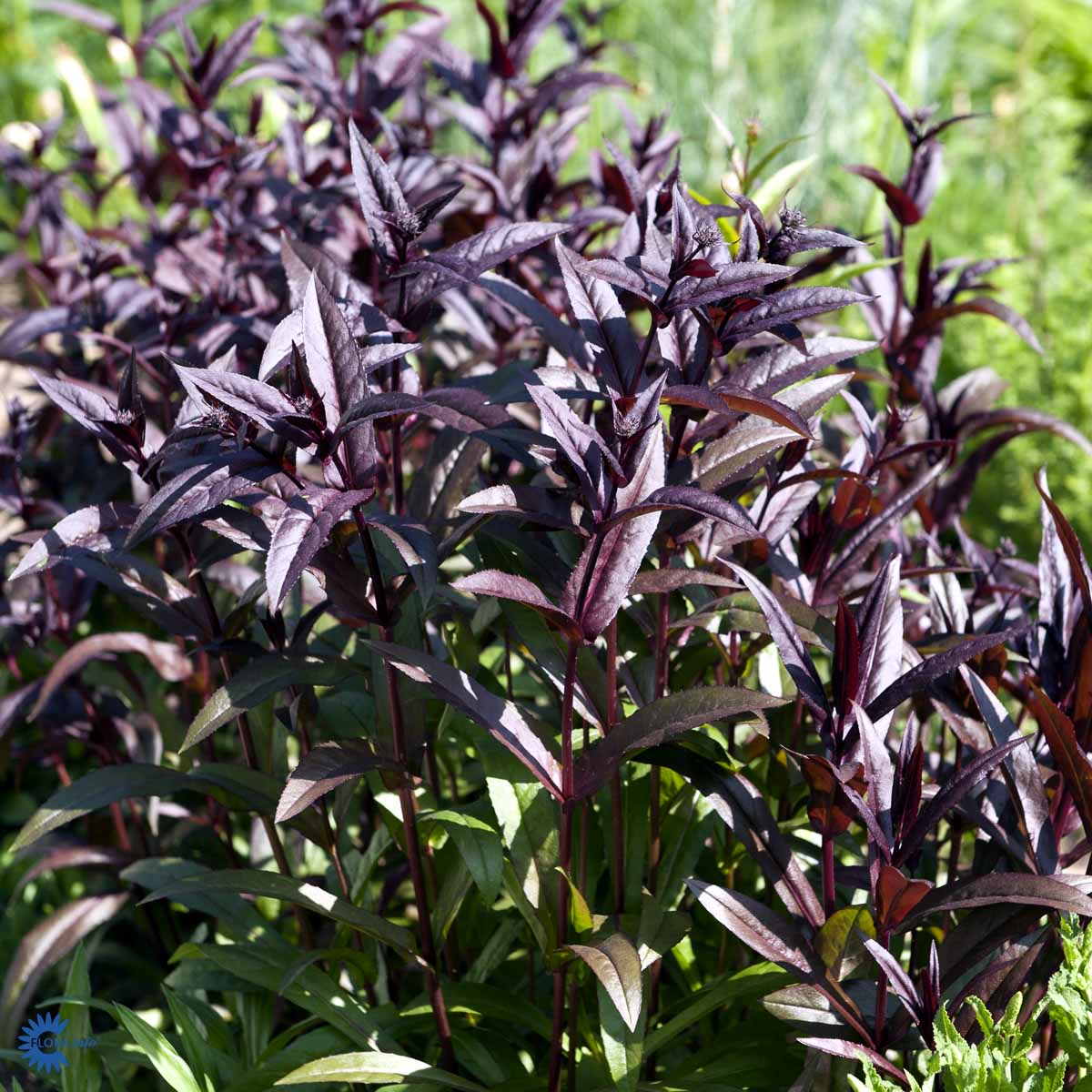 Bilde av Penstemon digit. 'Husker Red'-Spanne Plantesalg