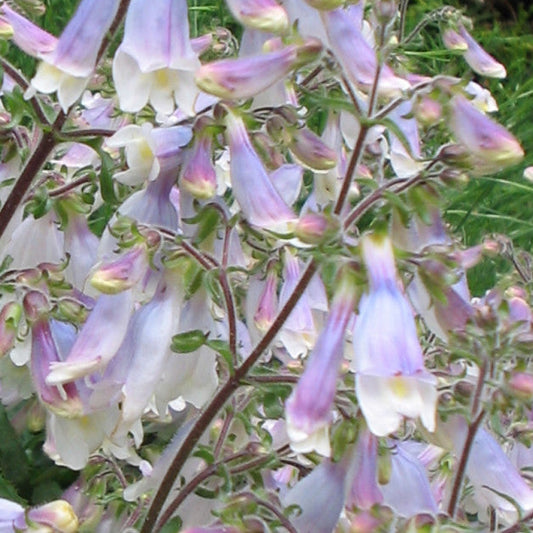 Bilde av Penstemon hirsutus 'Pygmaeus'-Spanne Plantesalg