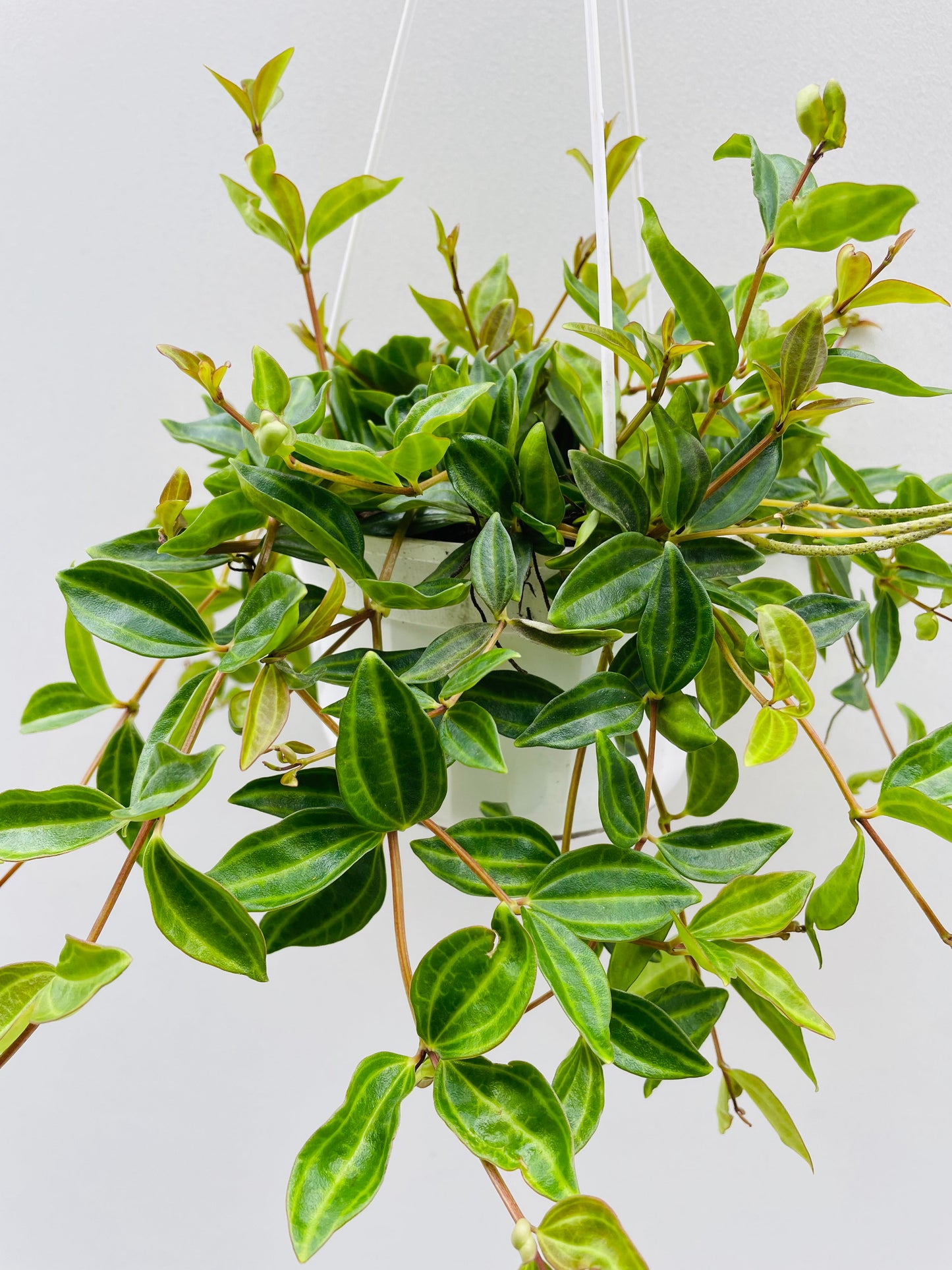 Bilde av Peperomia angulata 14 cm ampel-Spanne Plantesalg