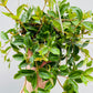 Bilde av Peperomia angulata 14 cm ampel-Spanne Plantesalg