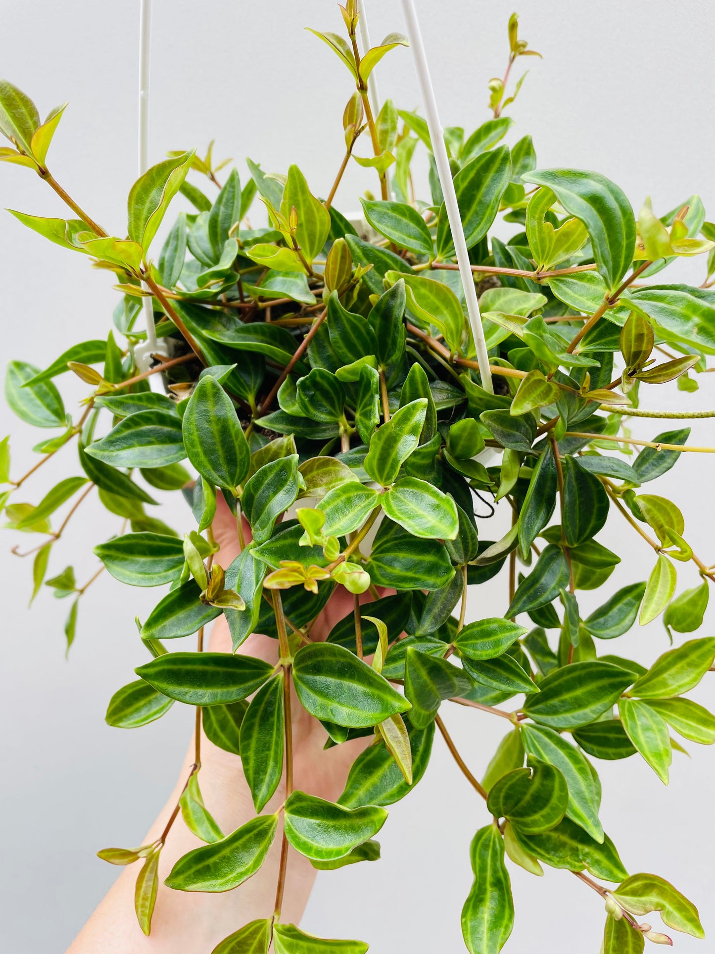 Bilde av Peperomia angulata 14 cm ampel-Spanne Plantesalg