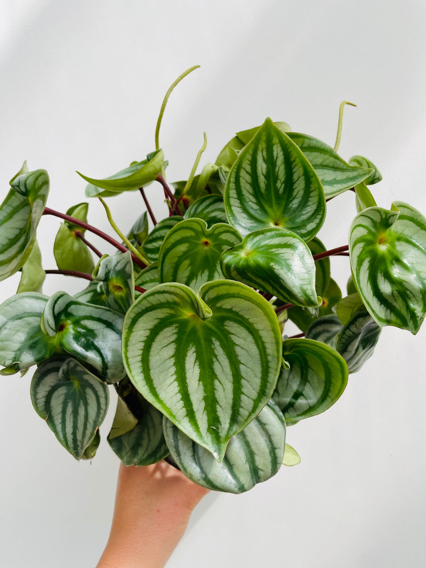 Peperomia argyreia ‘Watermelon’