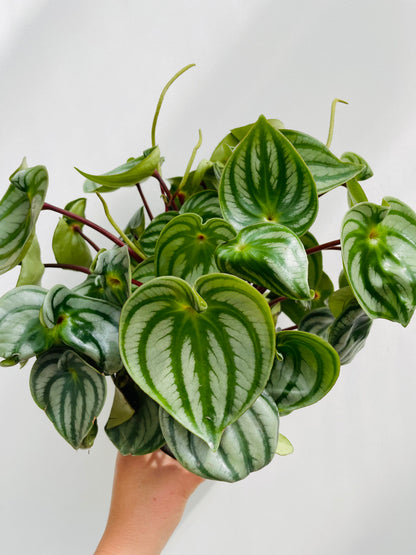 Peperomia argyreia ‘Watermelon’