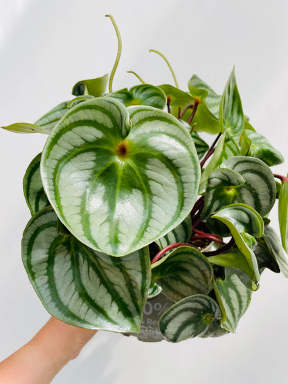 Peperomia argyreia ‘Watermelon’