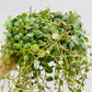 Bilde av Peperomia prostrata ‘String of Turtles’-Spanne Plantesalg