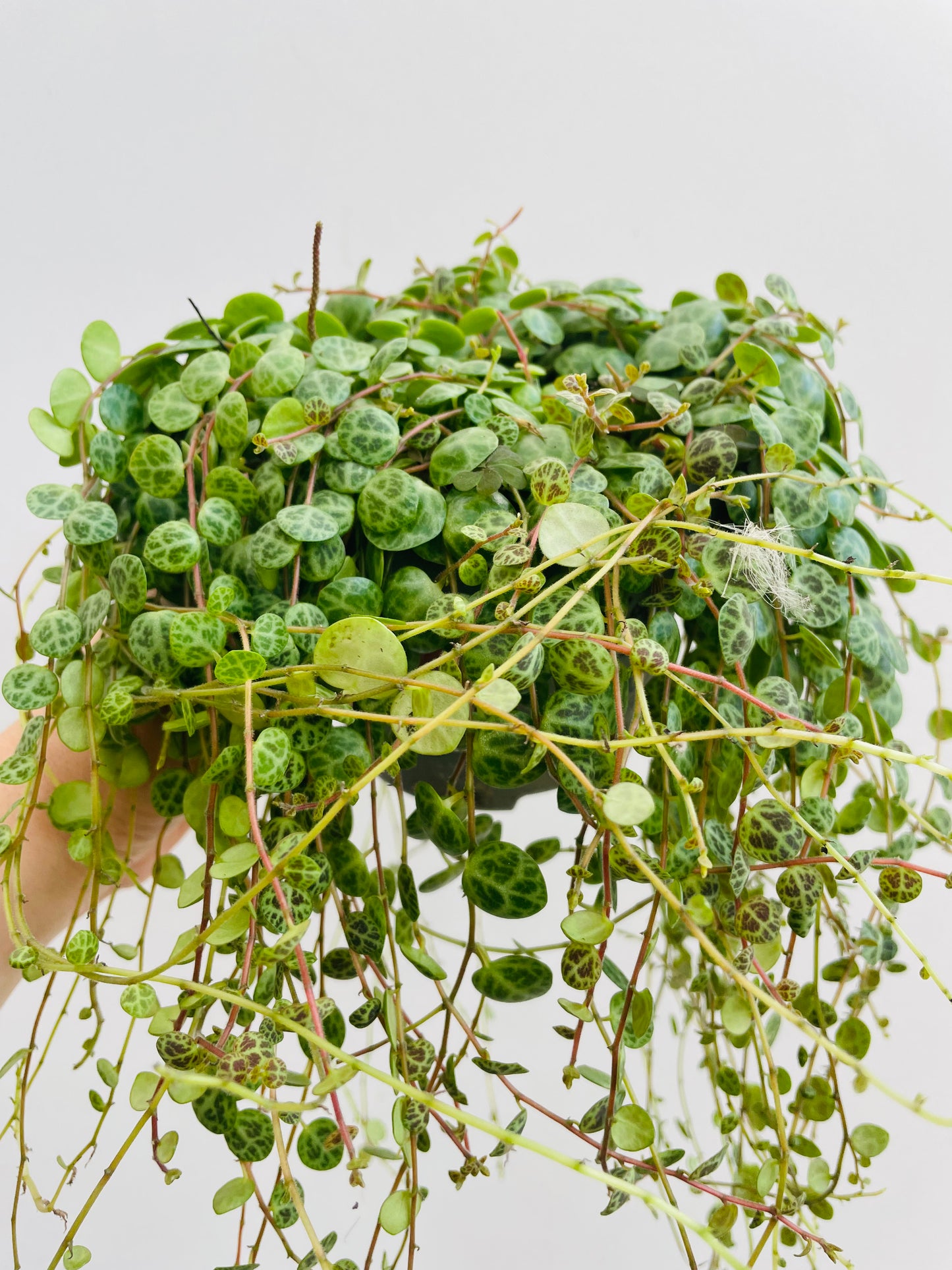 Bilde av Peperomia prostrata ‘String of Turtles’-Spanne Plantesalg
