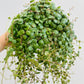 Bilde av Peperomia prostrata ‘String of Turtles’-Spanne Plantesalg