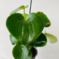 Bilde av Peperomia ‘Rain Drop’-Spanne Plantesalg