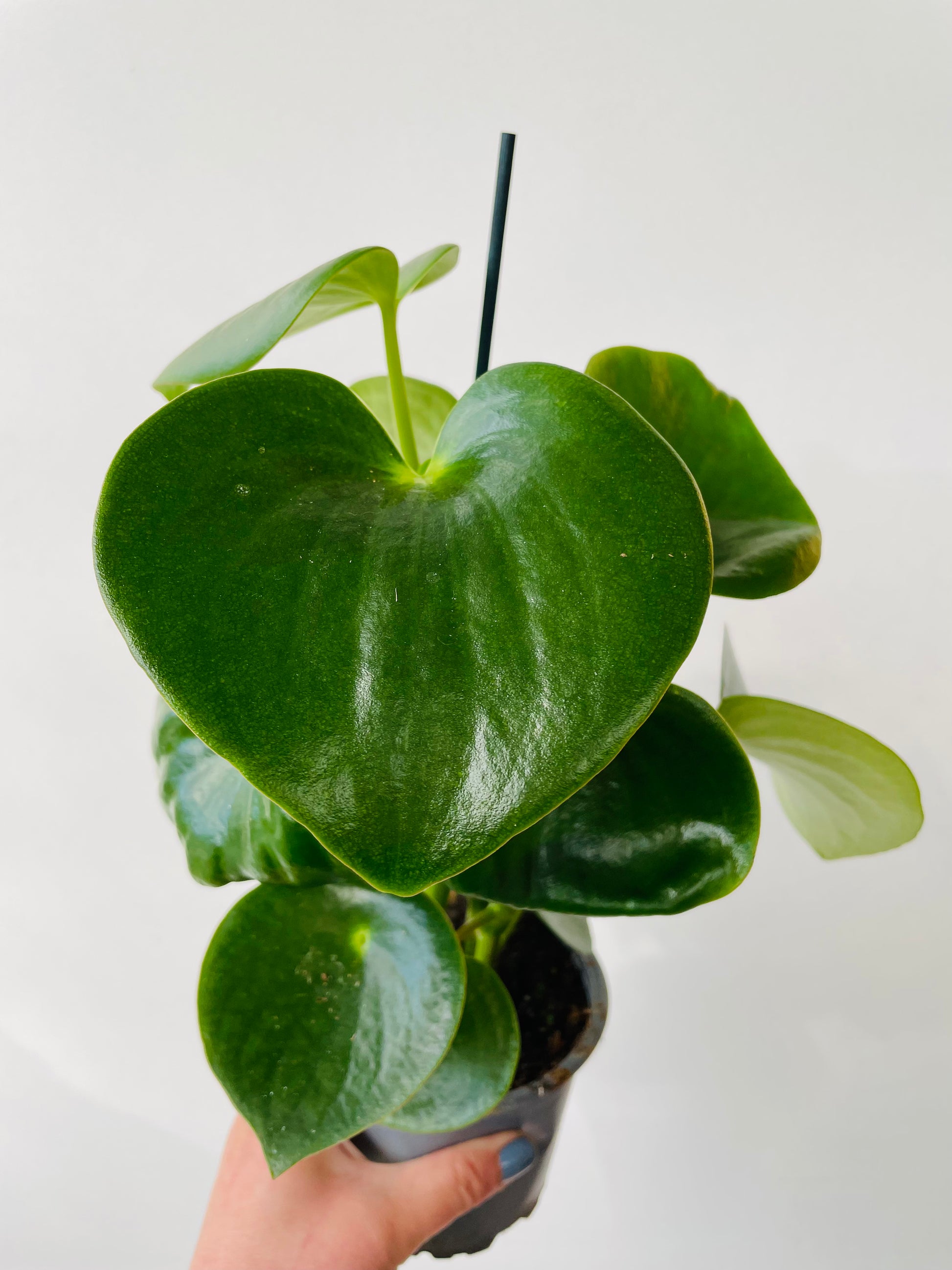 Bilde av Peperomia ‘Rain Drop’-Spanne Plantesalg