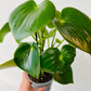 Bilde av Peperomia ‘Rain Drop’-Spanne Plantesalg