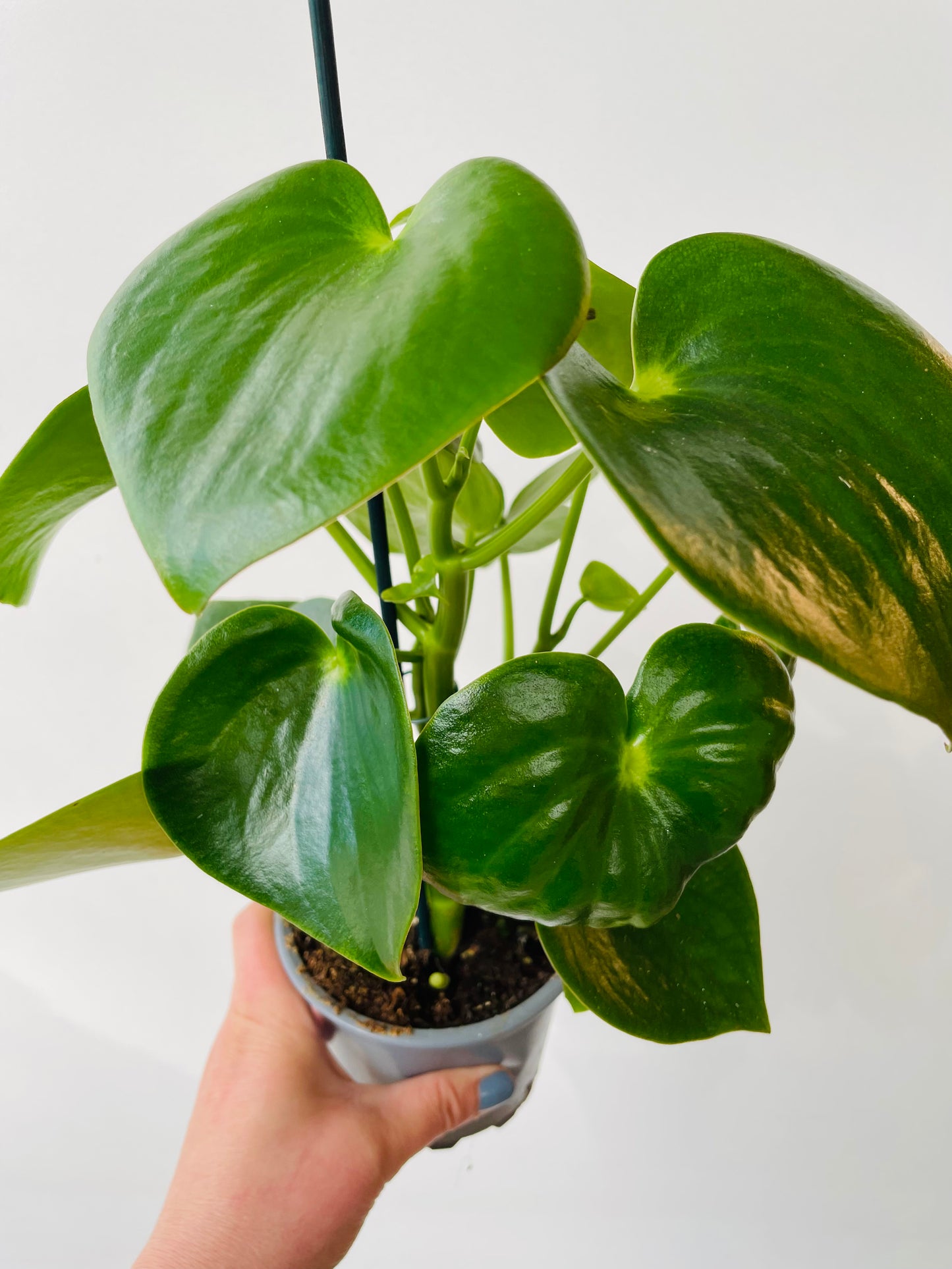 Bilde av Peperomia ‘Rain Drop’-Spanne Plantesalg
