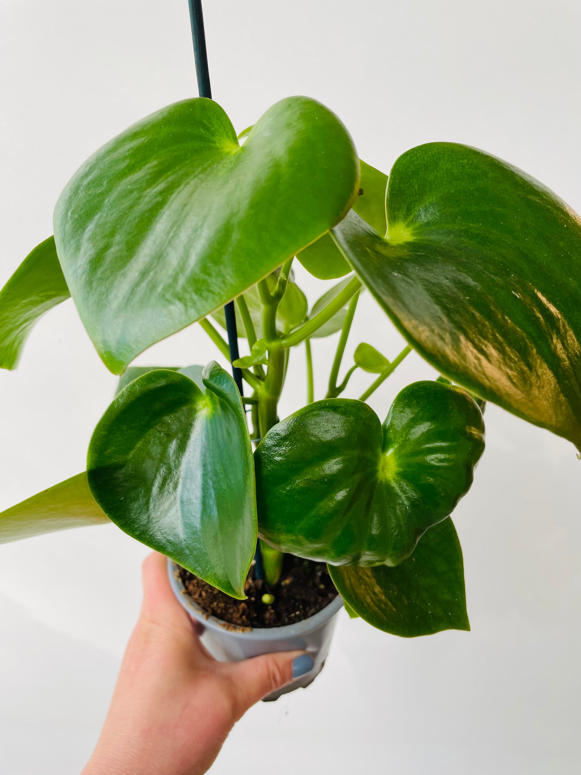 Bilde av Peperomia ‘Rain Drop’-Spanne Plantesalg