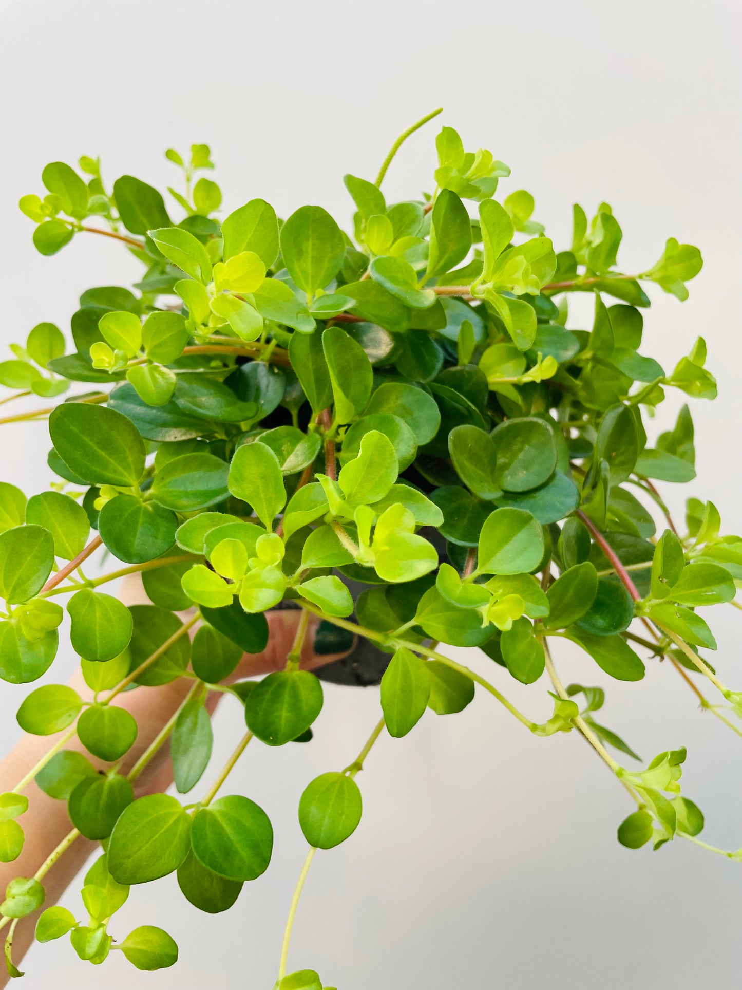 Bilde av Peperomia rotundifolia-Spanne Plantesalg