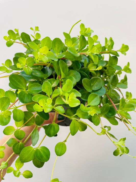 Bilde av Peperomia rotundifolia-Spanne Plantesalg