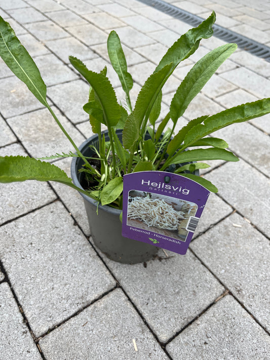 Bilde av PEPPERROT-Spanne Plantesalg