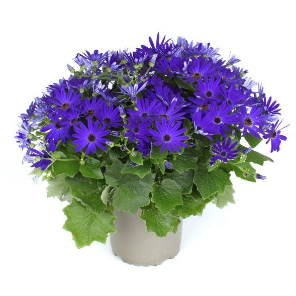 Bilde av Pericallis Senetti© Deep Blue-Spanne Plantesalg